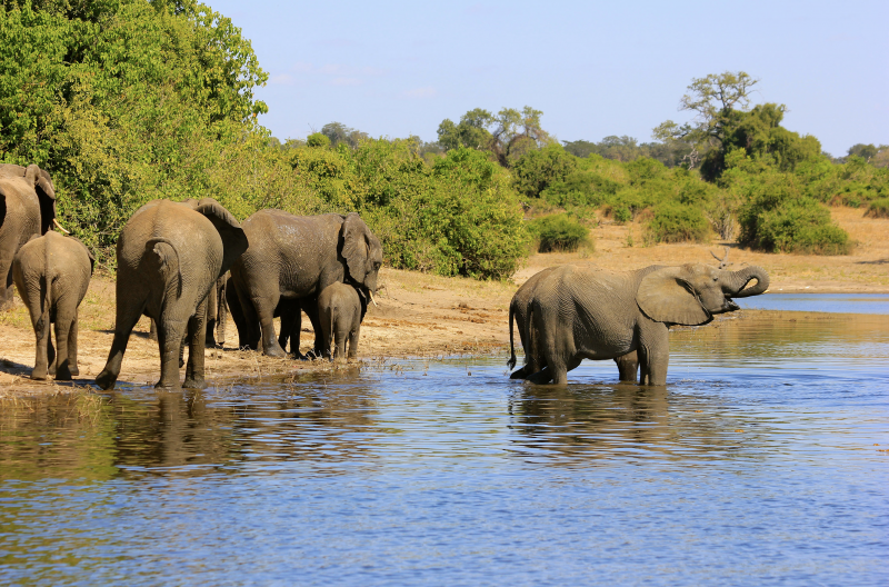 Luxury Rail & Cruise: Experience Africa's Majesty in Motion!